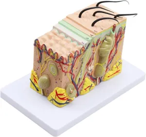 Human Anatomical Skin Subcutaneous Tissue Dissection Model Medical School Model Anatomy Biology Medical Teaching Aids,DIY Tools(35)