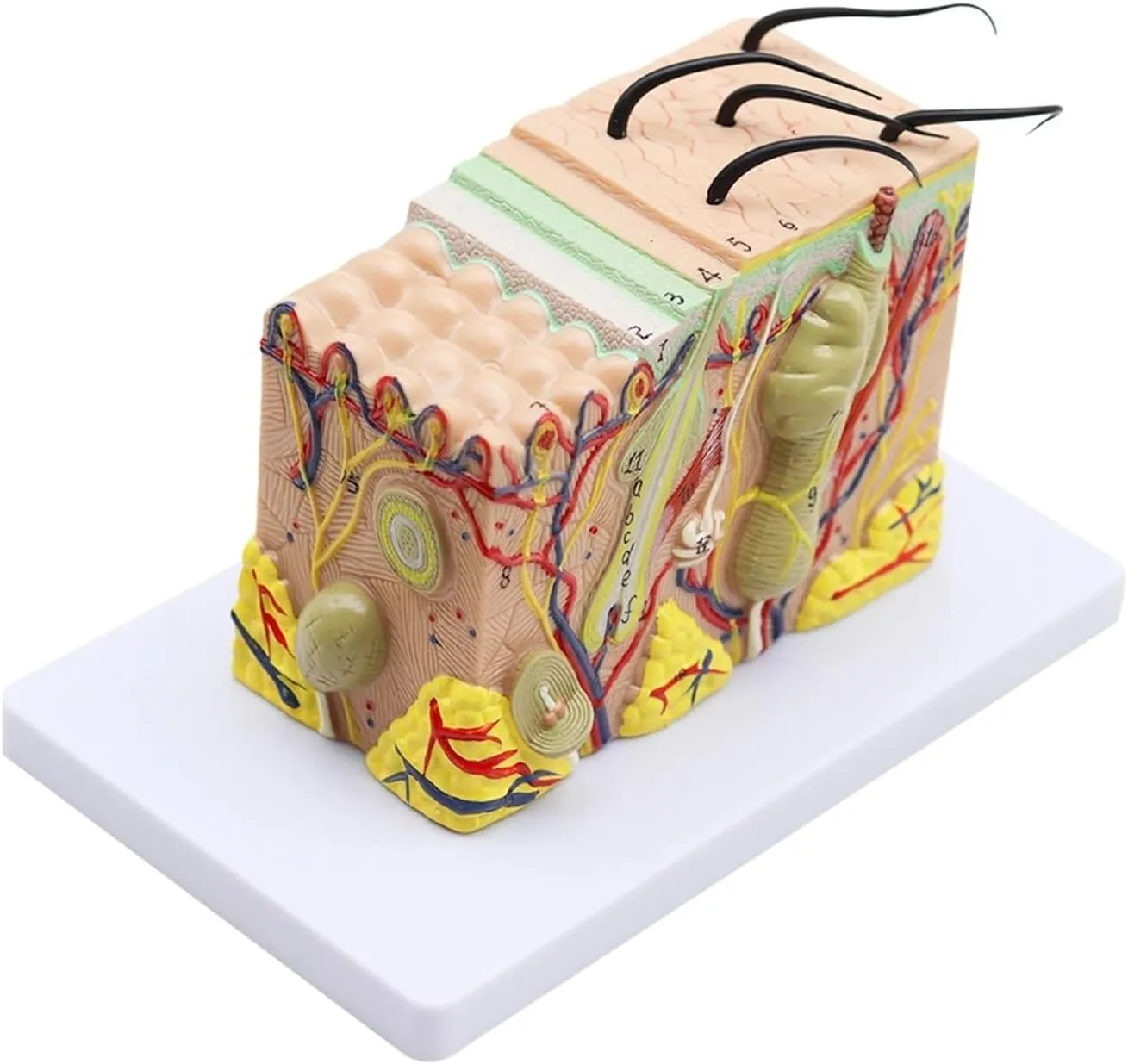 Human Anatomical Skin Subcutaneous Tissue Dissection Model Medical School Model Anatomy Biology Medical Teaching Aids,DIY Tools(35)