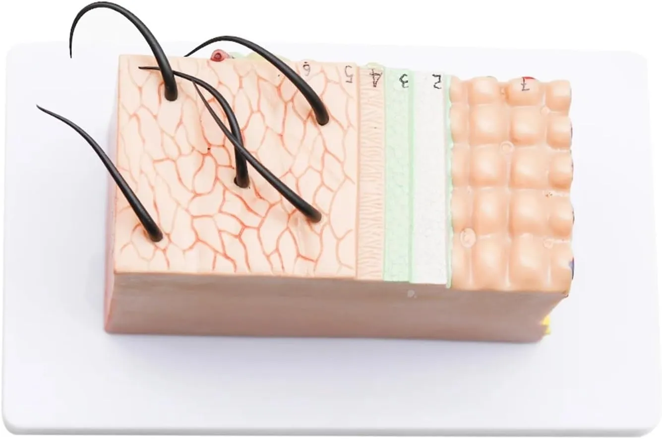Human Anatomical Skin Subcutaneous Tissue Dissection Model Medical School Model Anatomy Biology Medical Teaching Aids,DIY Tools(35)