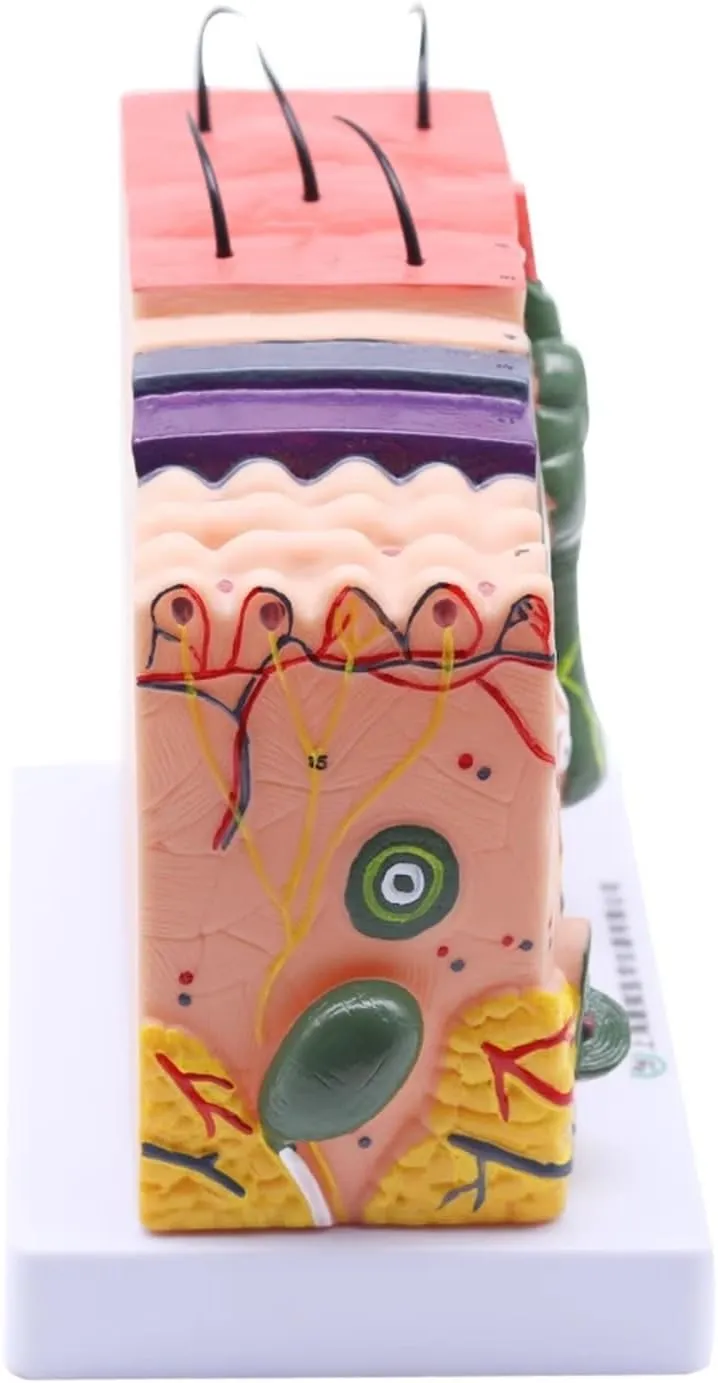 Human Anatomical Skin Subcutaneous Tissue Dissection Model Medical School Model Anatomy Biology Medical Teaching Aids,DIY Tools(35)