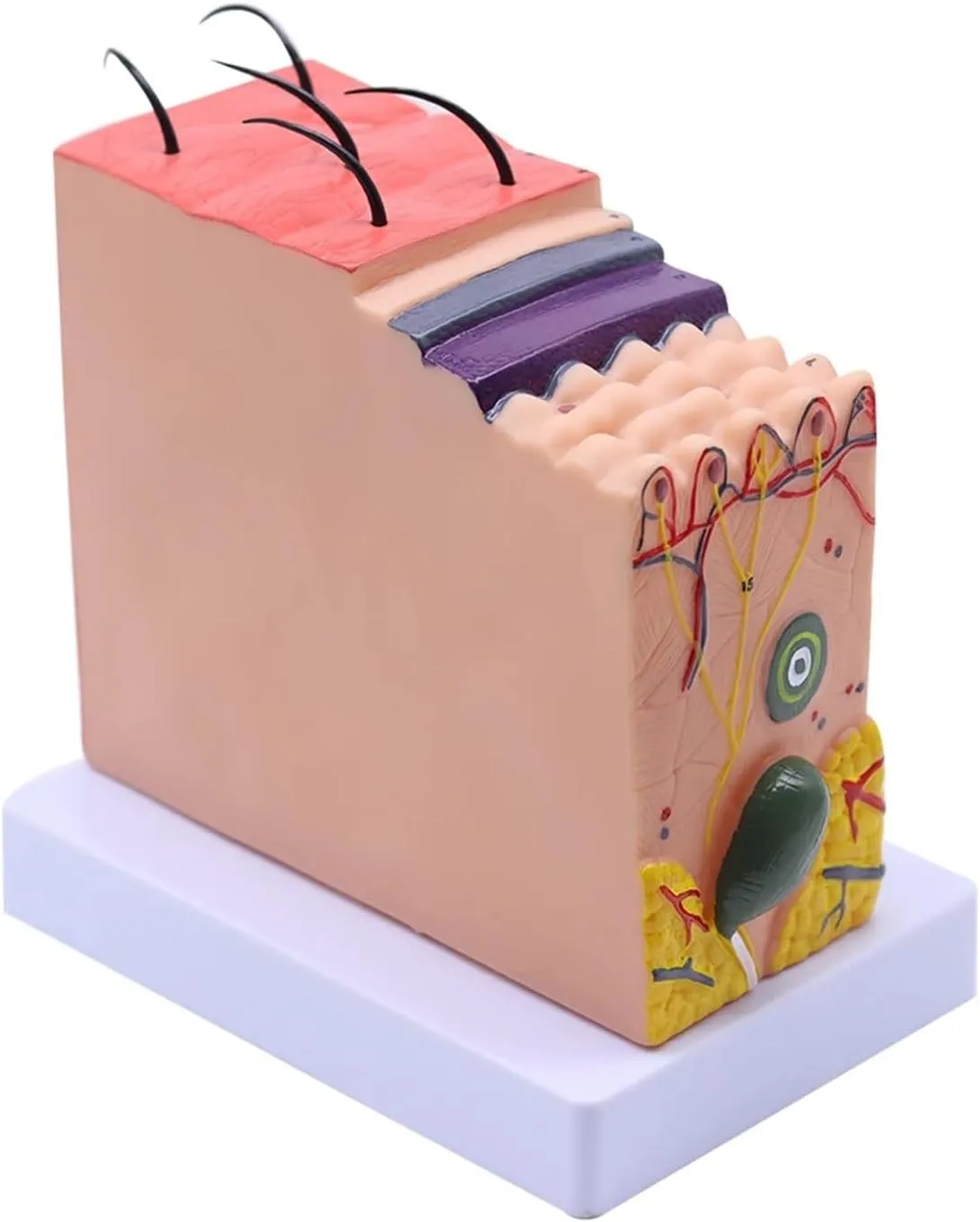 Human Anatomical Skin Subcutaneous Tissue Dissection Model Medical School Model Anatomy Biology Medical Teaching Aids,DIY Tools(35)