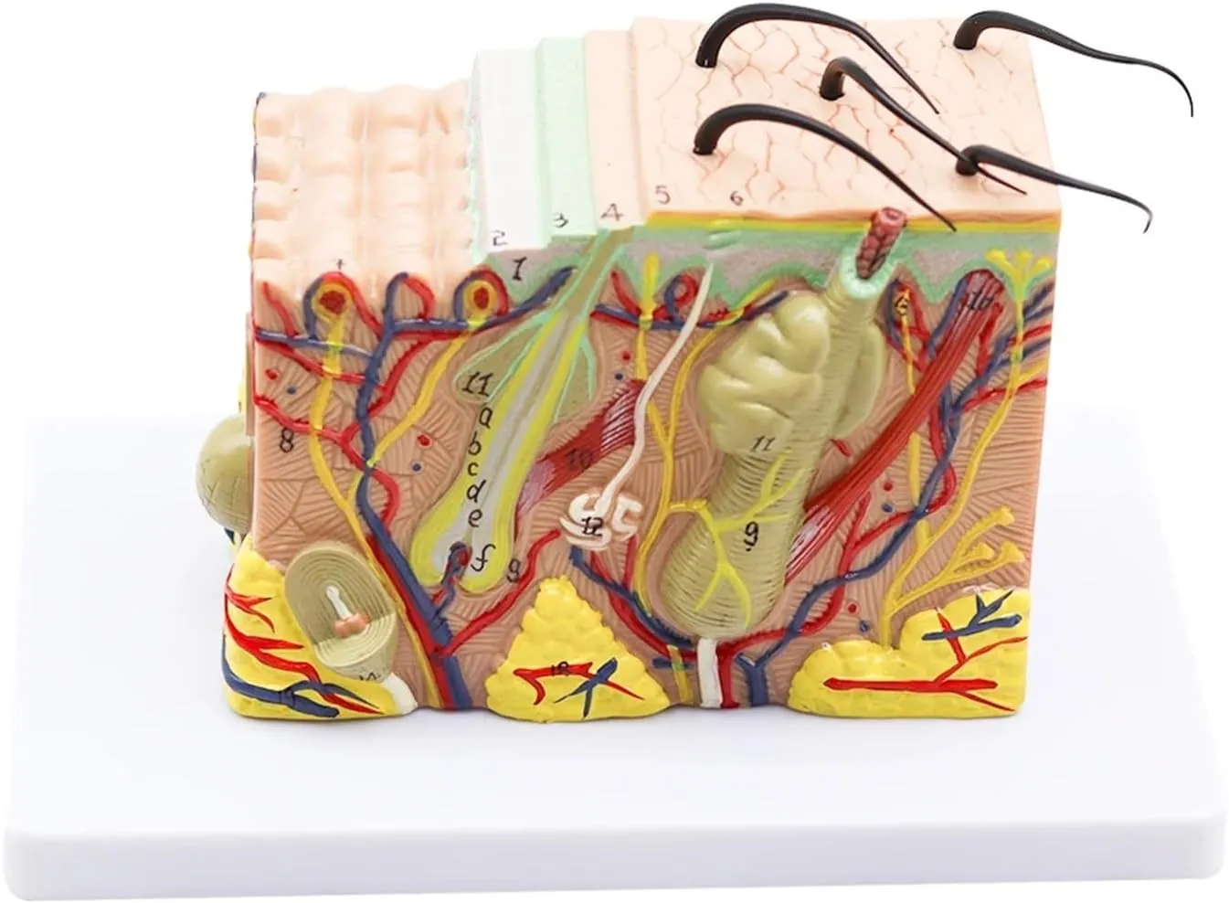 Human Anatomical Skin Subcutaneous Tissue Dissection Model Medical School Model Anatomy Biology Medical Teaching Aids,DIY Tools(35)