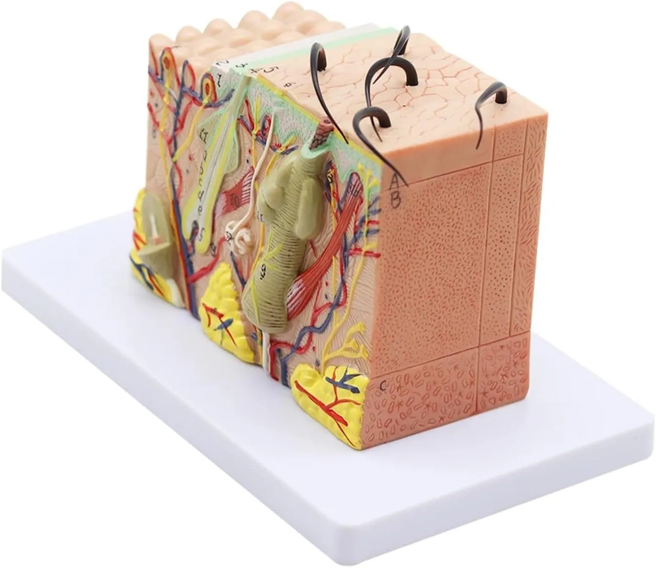 Human Anatomical Skin Subcutaneous Tissue Dissection Model Medical School Model Anatomy Biology Medical Teaching Aids,DIY Tools(35)
