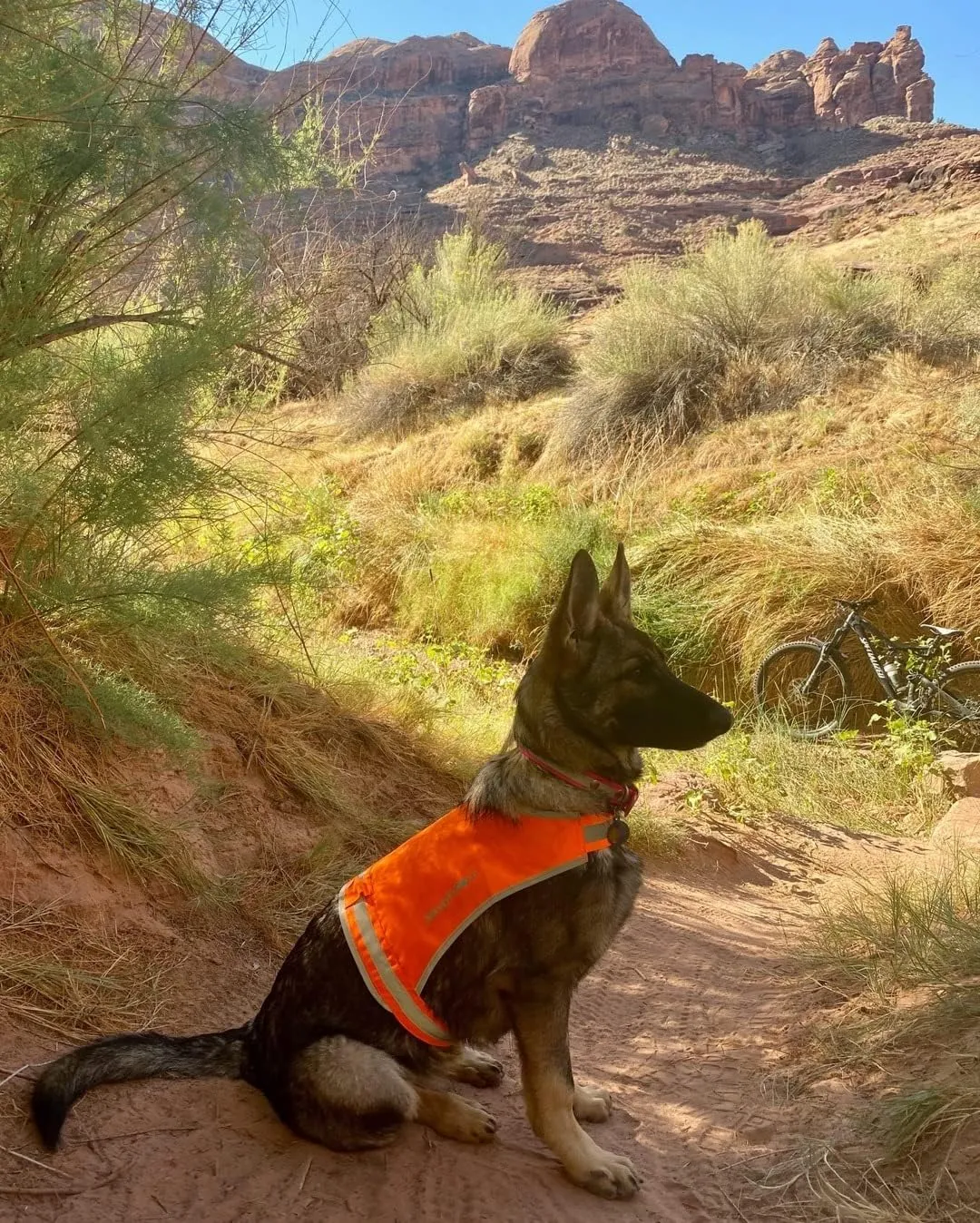 Lite Dog Vest. Coverage to Mid Back. Reflective Hi Visibility Blaze Orange Fluorescent Fabric Helps to Keep Them in Sight and Safe On and Off Leash.