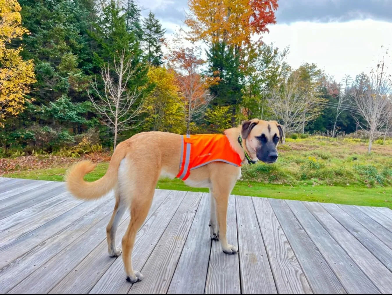 Lite Dog Vest. Coverage to Mid Back. Reflective Hi Visibility Blaze Orange Fluorescent Fabric Helps to Keep Them in Sight and Safe On and Off Leash.