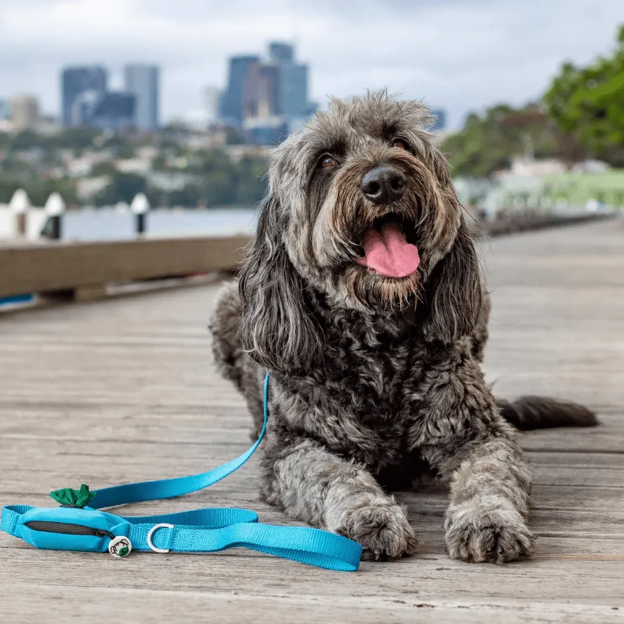 Ziippup Blue Dog Lead with Built in Poop Bag Holder